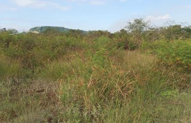 ¡Gran Terreno en Venta en Pinguapi, Esmeraldas! 🌴🏞️ 📍 Ubicación estratégica:A solo 5 minutos del centro de la ciudad y de la Playa Las Palmas Boulevard.