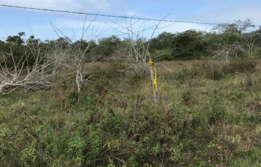 ¡Gran Terreno en Venta en Pinguapi, Esmeraldas! 🌴🏞️ 📍 Ubicación estratégica:A solo 5 minutos del centro de la ciudad y de la Playa Las Palmas Boulevard.