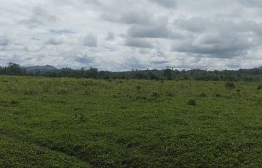 SE VENDE FINCA DE 120 HECTARIAS ACTA PARA GANADO