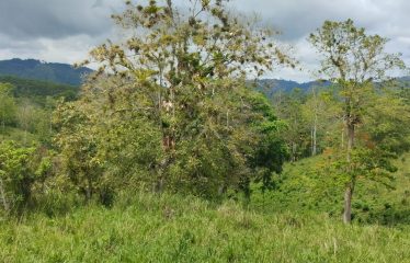 SE VENDE FINCA DE 120 HECTARIAS ACTA PARA GANADO