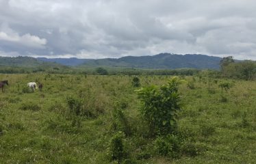 SE VENDE FINCA DE 120 HECTARIAS ACTA PARA GANADO