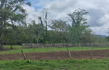 SE VENDE FINCA DE 120 HECTARIAS ACTA PARA GANADO