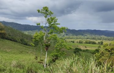 SE VENDE FINCA DE 120 HECTARIAS ACTA PARA GANADO