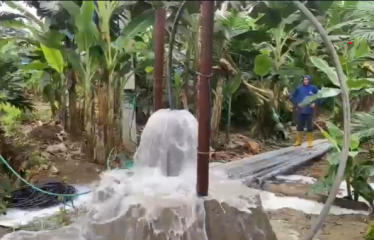 Se venden 110 ha de palma africana variedad Amazon, ubicada en Puerto Cayo, provincia de Manabí