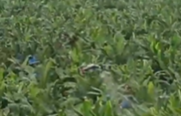 Se venden 110 ha de palma africana variedad Amazon, ubicada en Puerto Cayo, provincia de Manabí