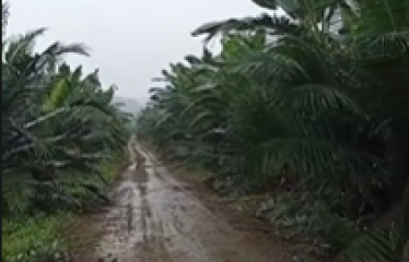 Se venden 110 ha de palma africana variedad Amazon, ubicada en Puerto Cayo, provincia de Manabí
