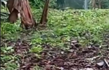 Se venden 110 ha de palma africana variedad Amazon, ubicada en Puerto Cayo, provincia de Manabí