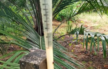 Se venden 110 ha de palma africana variedad Amazon, ubicada en Puerto Cayo, provincia de Manabí