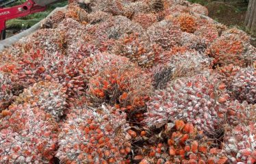 Se venden 110 ha de palma africana variedad Amazon, ubicada en Puerto Cayo, provincia de Manabí