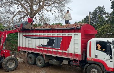 Se venden 110 ha de palma africana variedad Amazon, ubicada en Puerto Cayo, provincia de Manabí