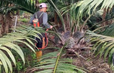 Se venden 110 ha de palma africana variedad Amazon, ubicada en Puerto Cayo, provincia de Manabí