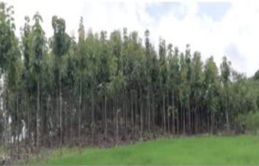 Se vende hacienda de 395 hectáreas vía Balzar-Olmedo.