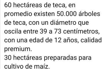 Se vende hacienda de 395 hectáreas vía Balzar-Olmedo.